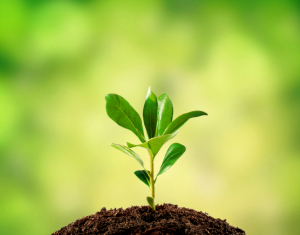 molnar-evi-allj-talpra-te-is-valas-utan1